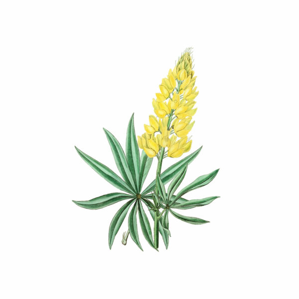 Botanical 5 - Image 2