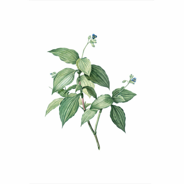 Botanical 5 - Image 3