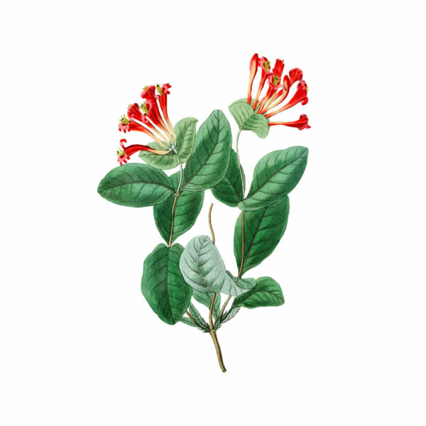Botanical 5 - Image 4